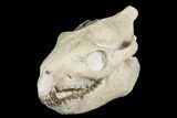 Fossil Oreodont (Merycoidodon) Skull - Wyoming #176526-4